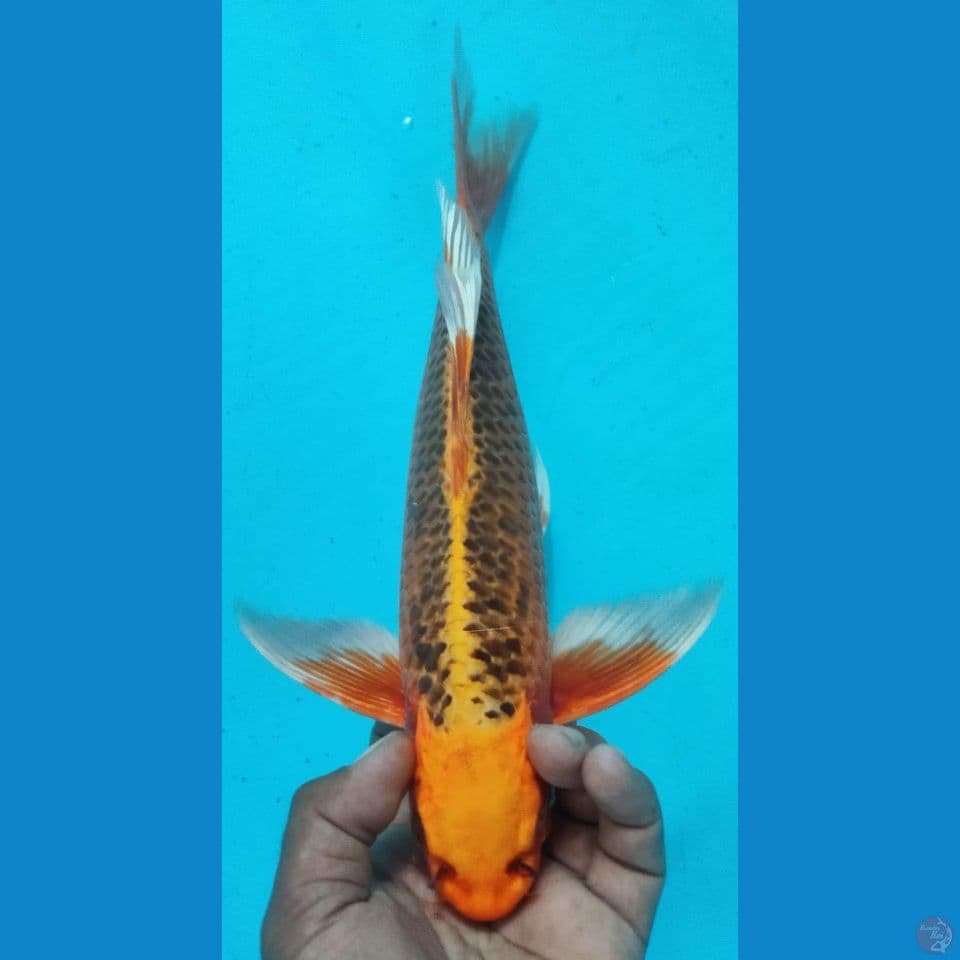 KUMPAY 36CM