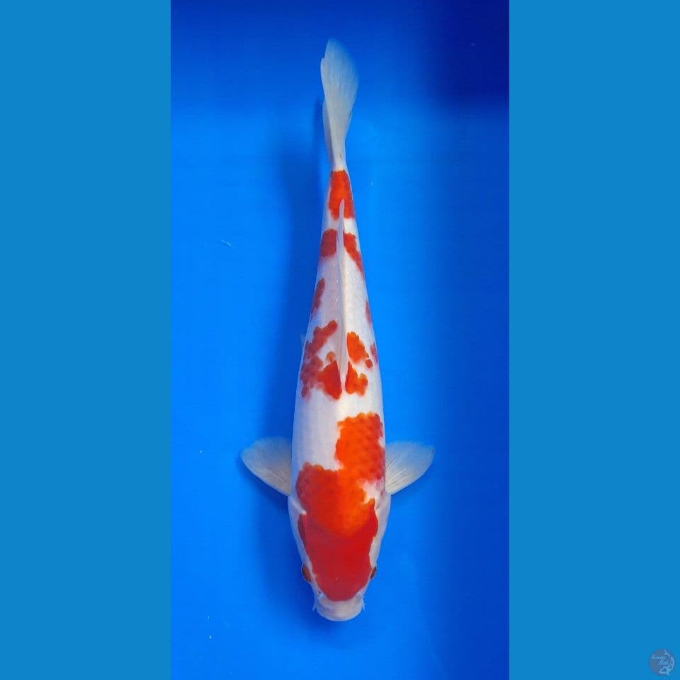 Kohaku 30cm