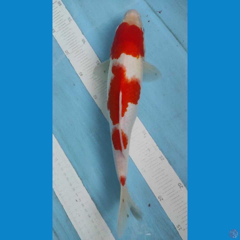 kohaku 35cm