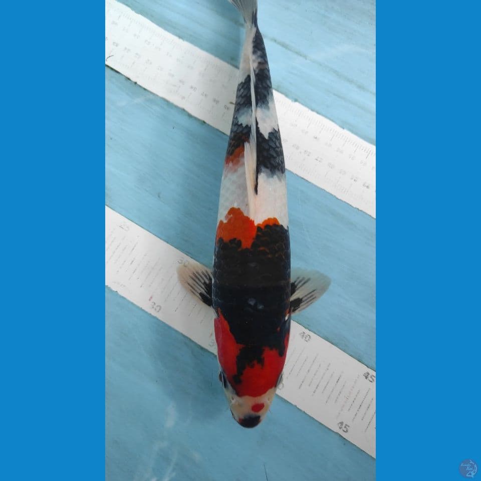 showa 32cm