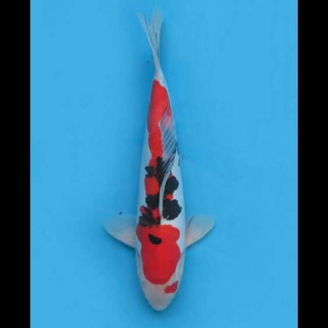 32cm Male - HQ Sanke Doitsu Murni