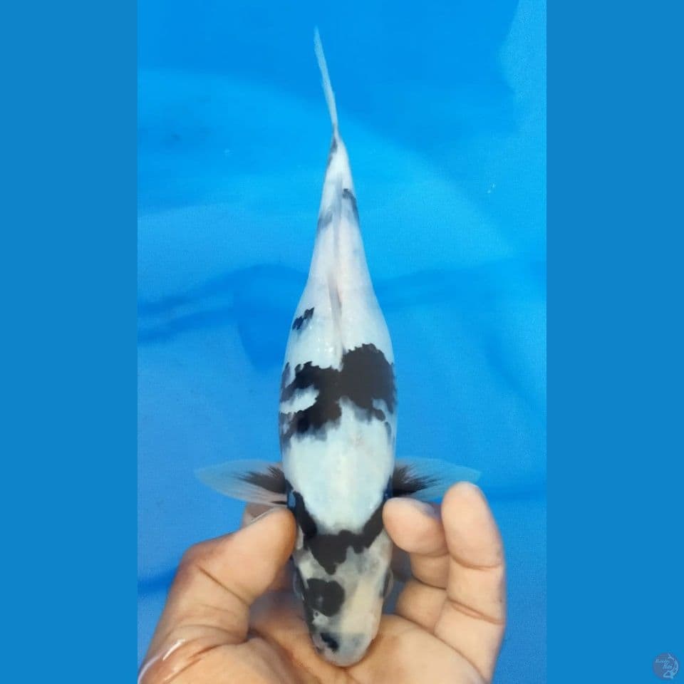 SHIRO 26CM