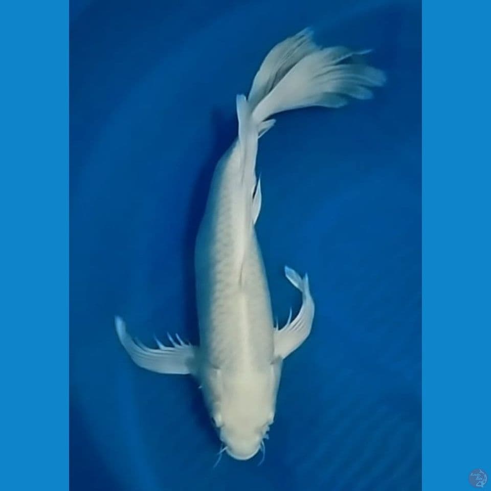 KUMPAY 45CM
