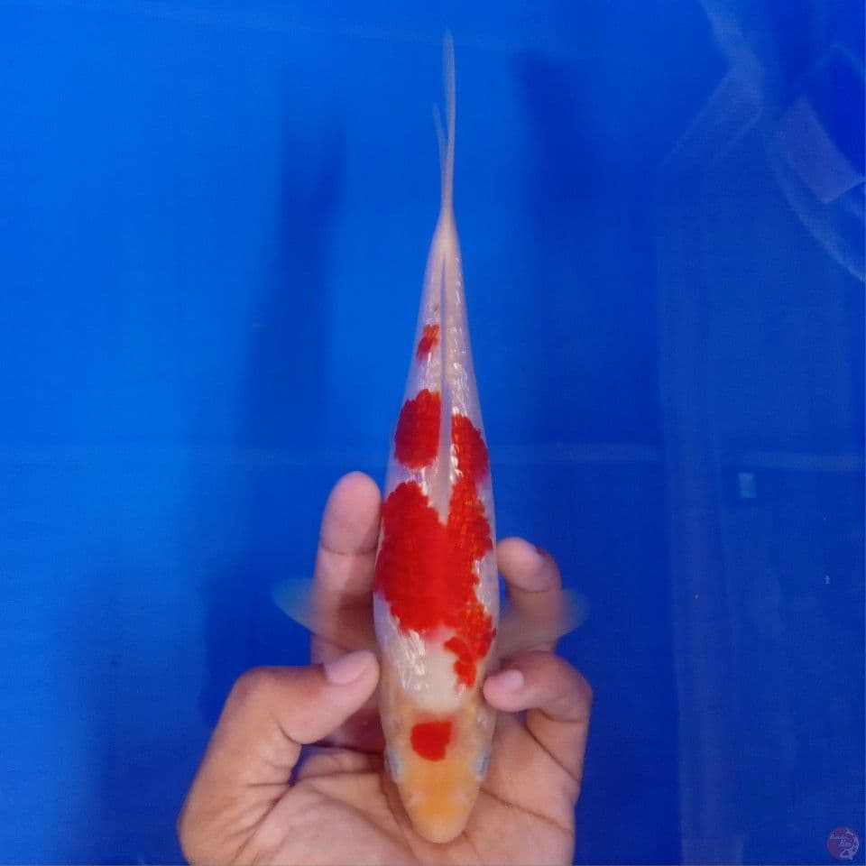KOHAKU GINRIN 23CM