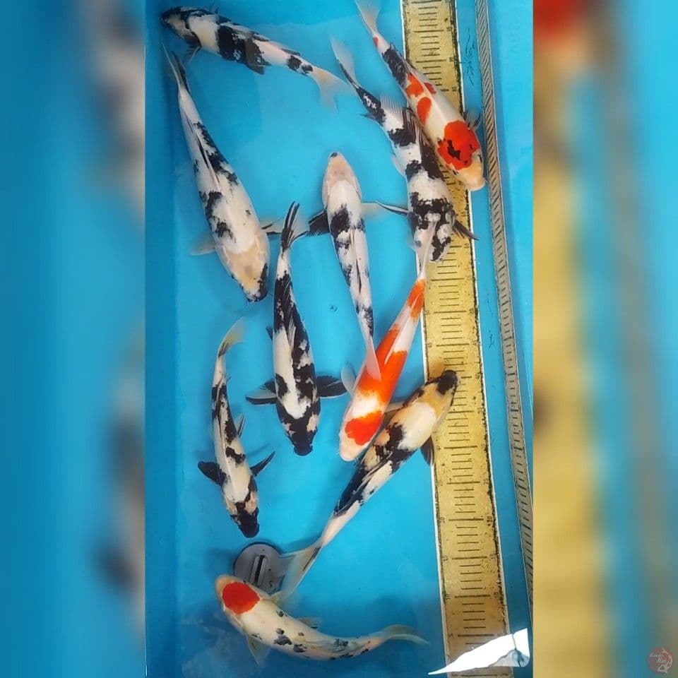 Mix 10 ekor ~31-42 cm
