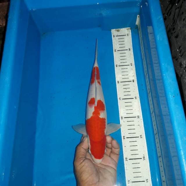 Kohaku f1 bakat jumbo
