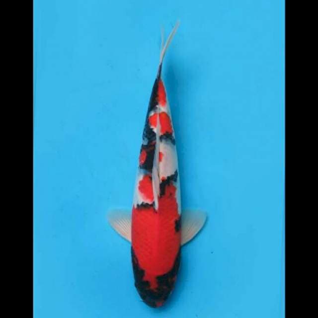 34cm Male - Red Showa HQ