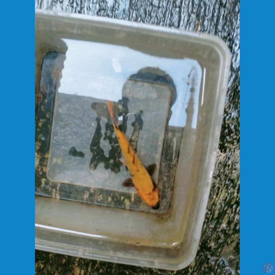 Ki-Utsuri 15cm™
