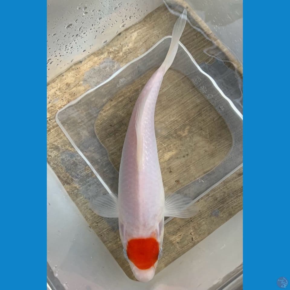 Tancho 19cm original