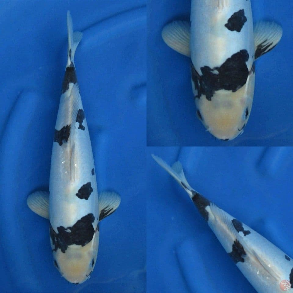 40cm, Shiro Doitsu Tategoi