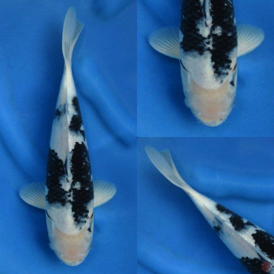 39cm F1 Shiro Tulangan Besar