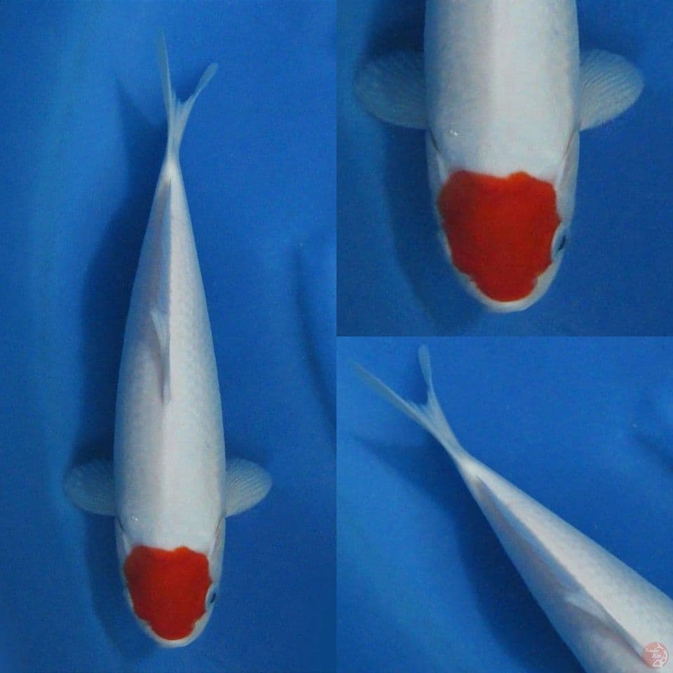 33cm Tancho Putih Salju F1