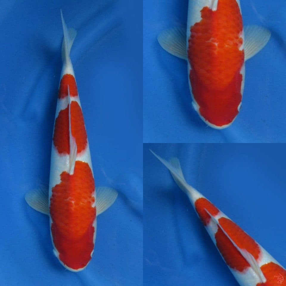 40cm Kohaku F1 ori