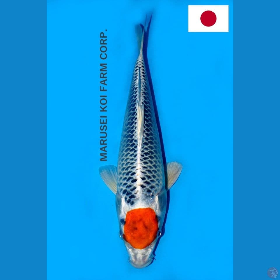 SQ MARUSEI TANCHO KUJAKU 30CM