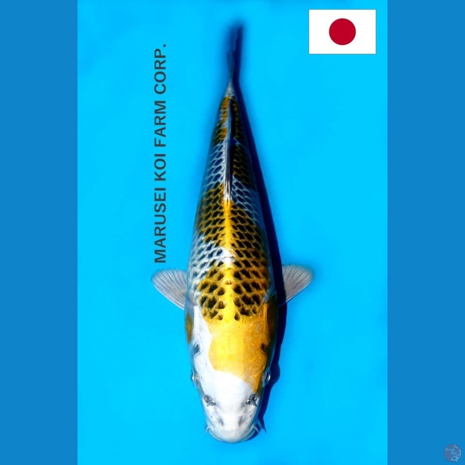 SQ MARUSEI YELLOW KUJAKU 29CM