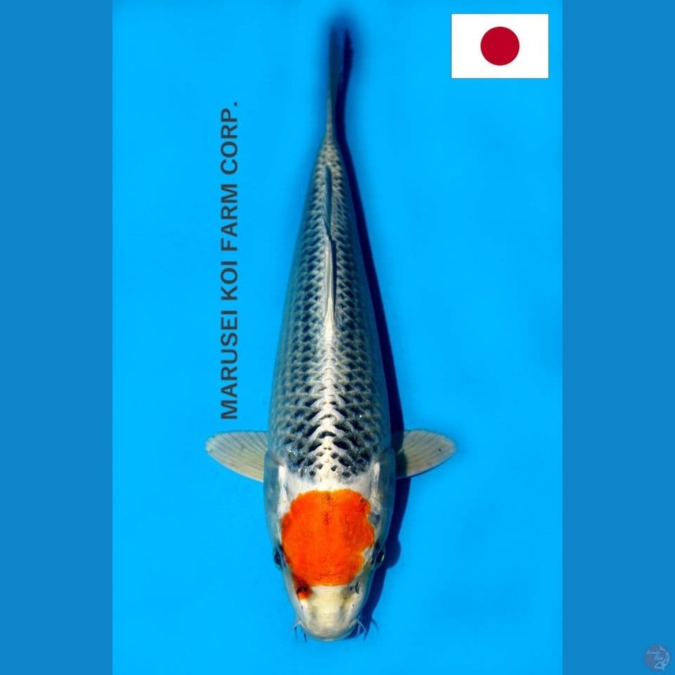 SQ MARUSEI TANCHO KUJAKU 29CM