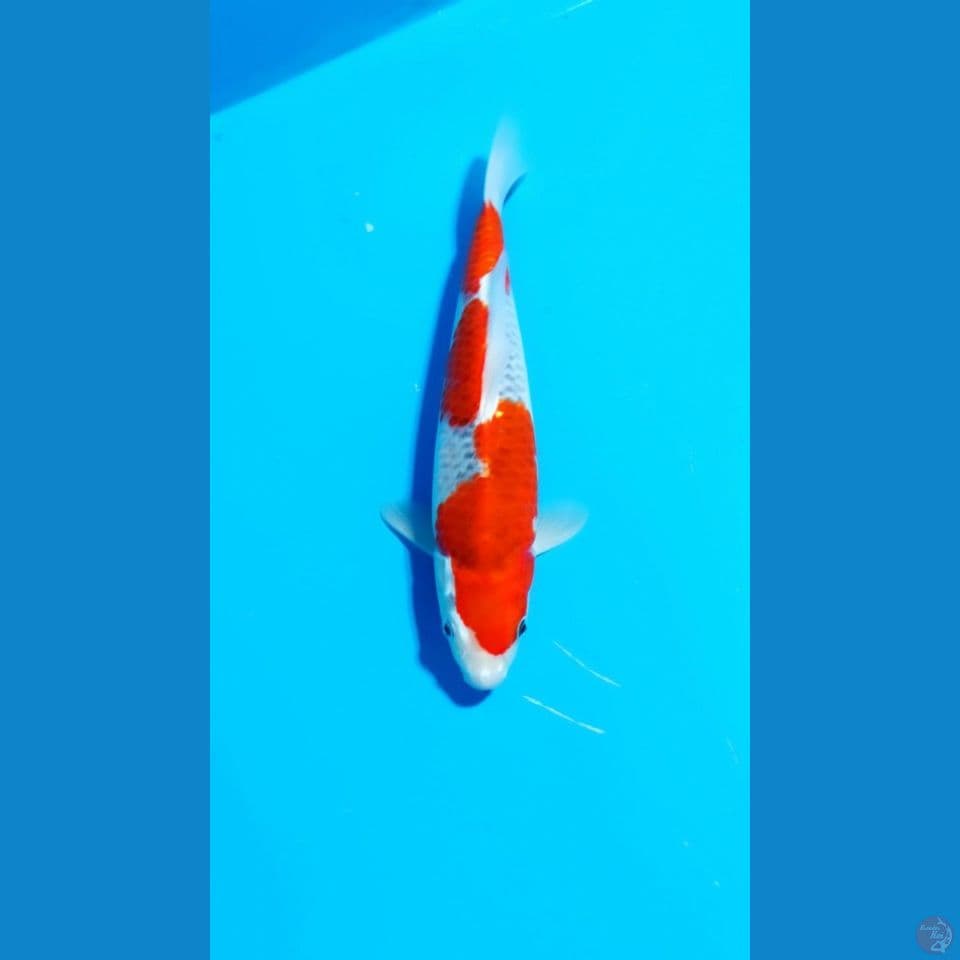 Goshiki 32 cm Male