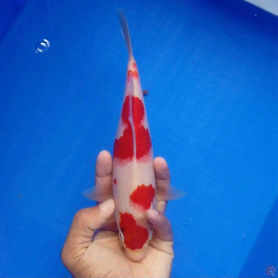 KOHAKU 25CM