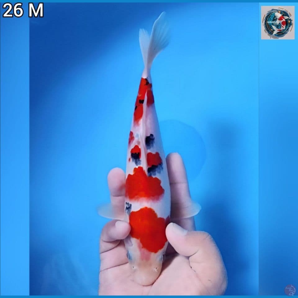 5. Sanke Ciamik Original 26cm Jantan