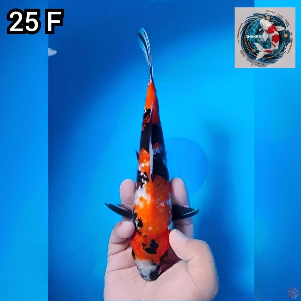 6. Showa Ginrin 25cm Betina