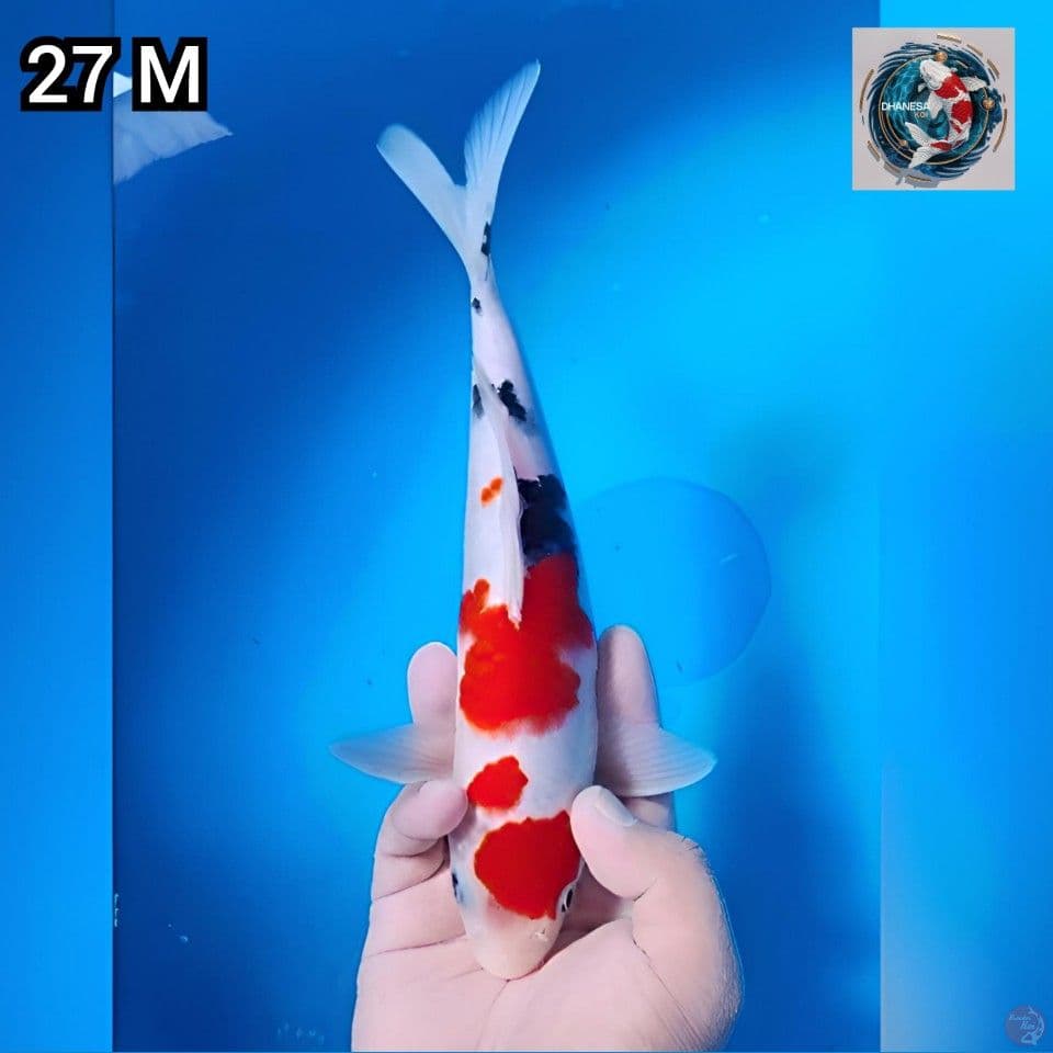8. Sanke Original 27cm Jantan