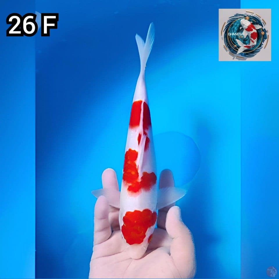 9. Kohaku Original 26cm Jantan