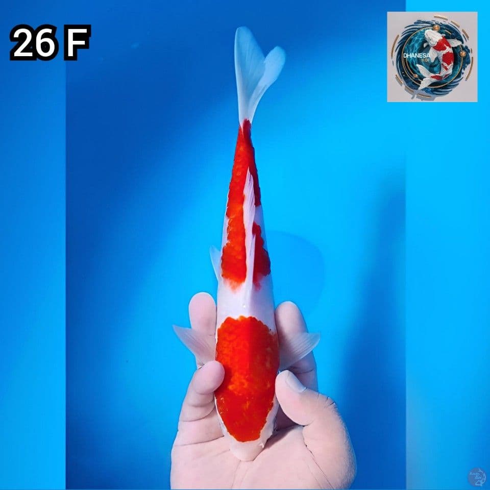 10. Kohaku Original 26cm Betina