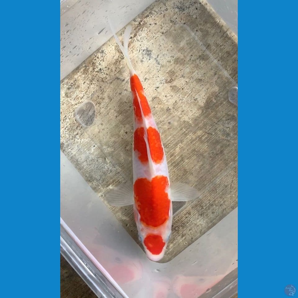 Maruten kohaku 18cm