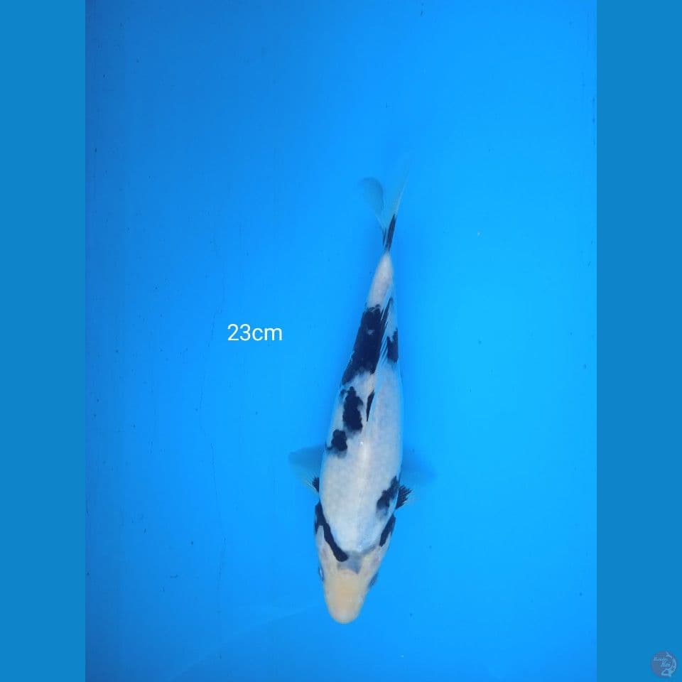 shiro 23cm