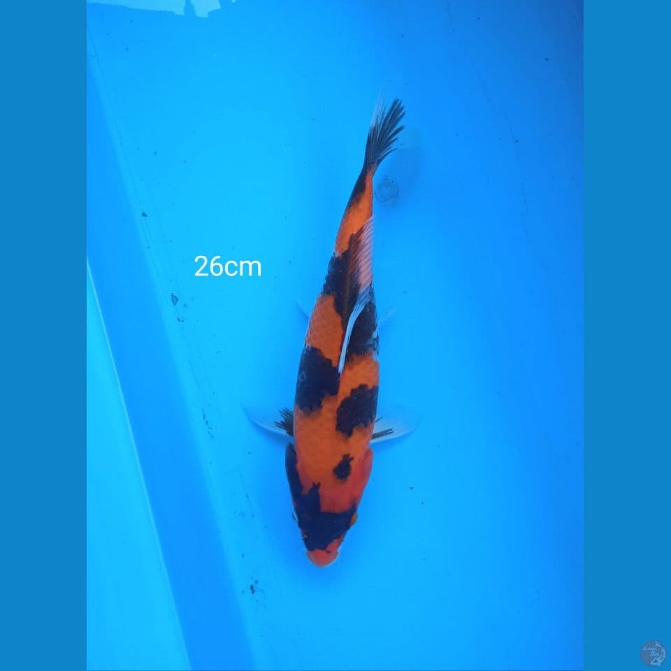 hishowa 26cm