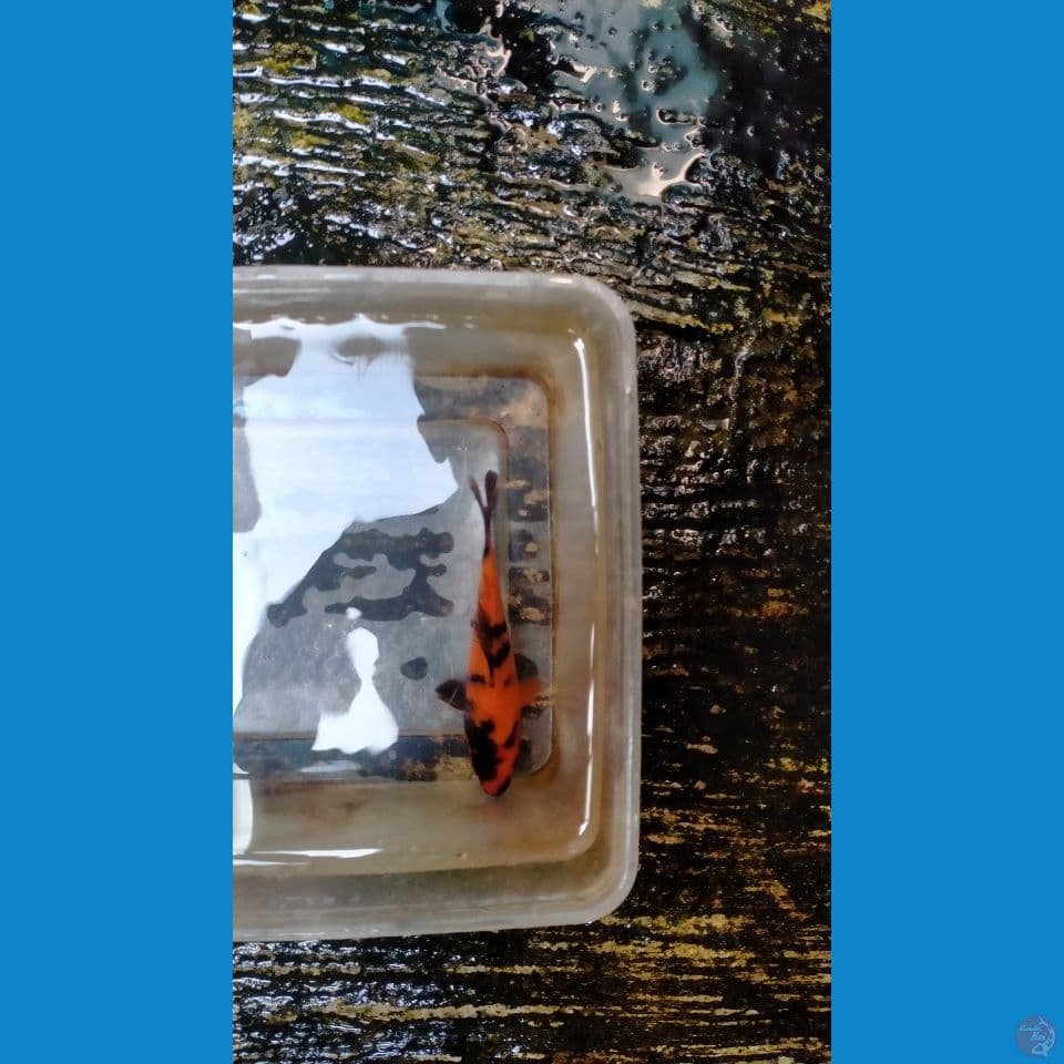Hi-Utsuri Hot 14cm™