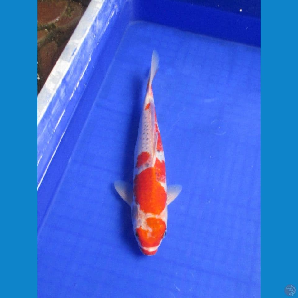 Goshiki 30cm