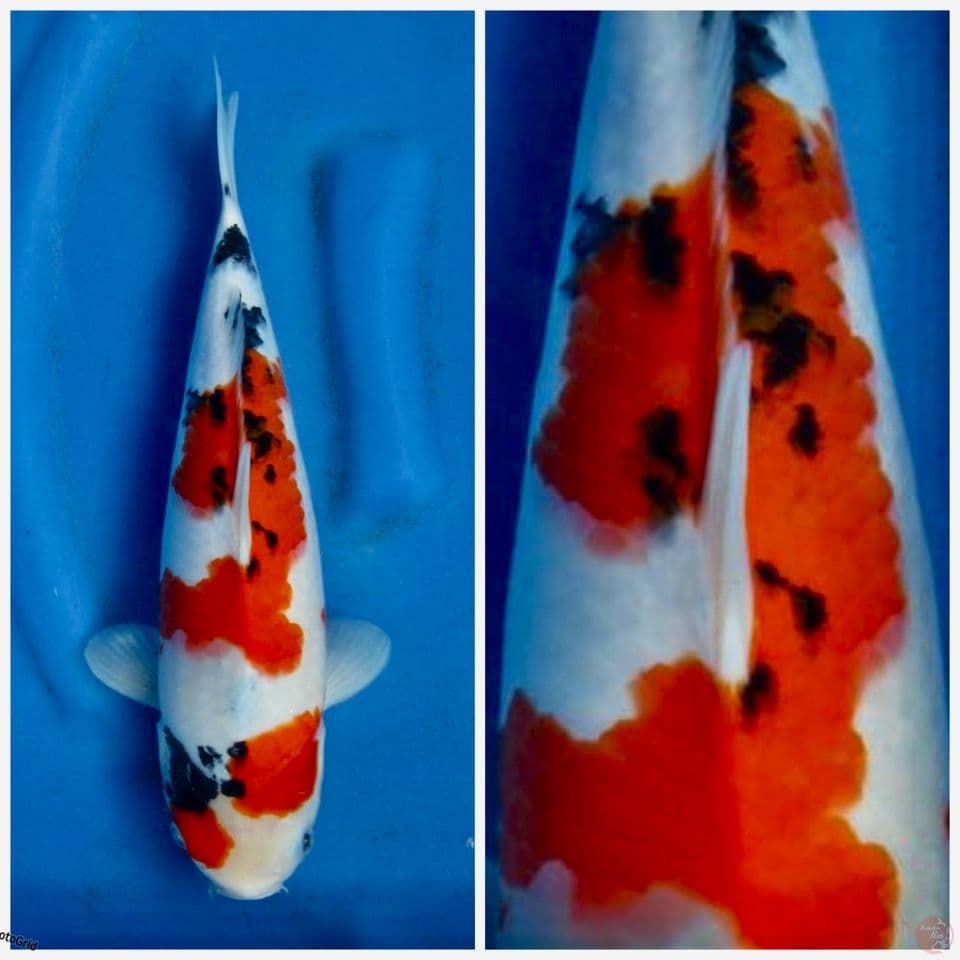 Kindai Showa tategoi F1 size 33cm