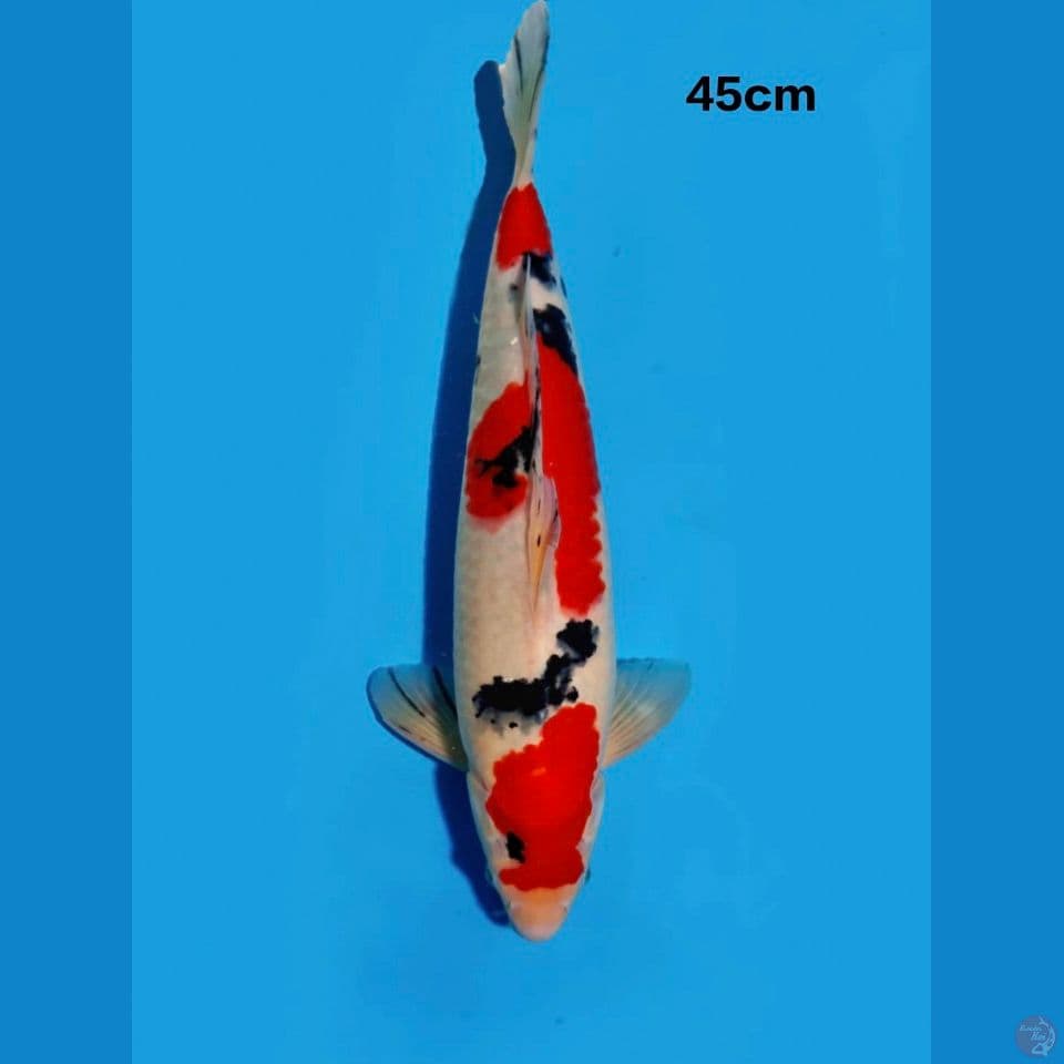 sanke quality male 45cm