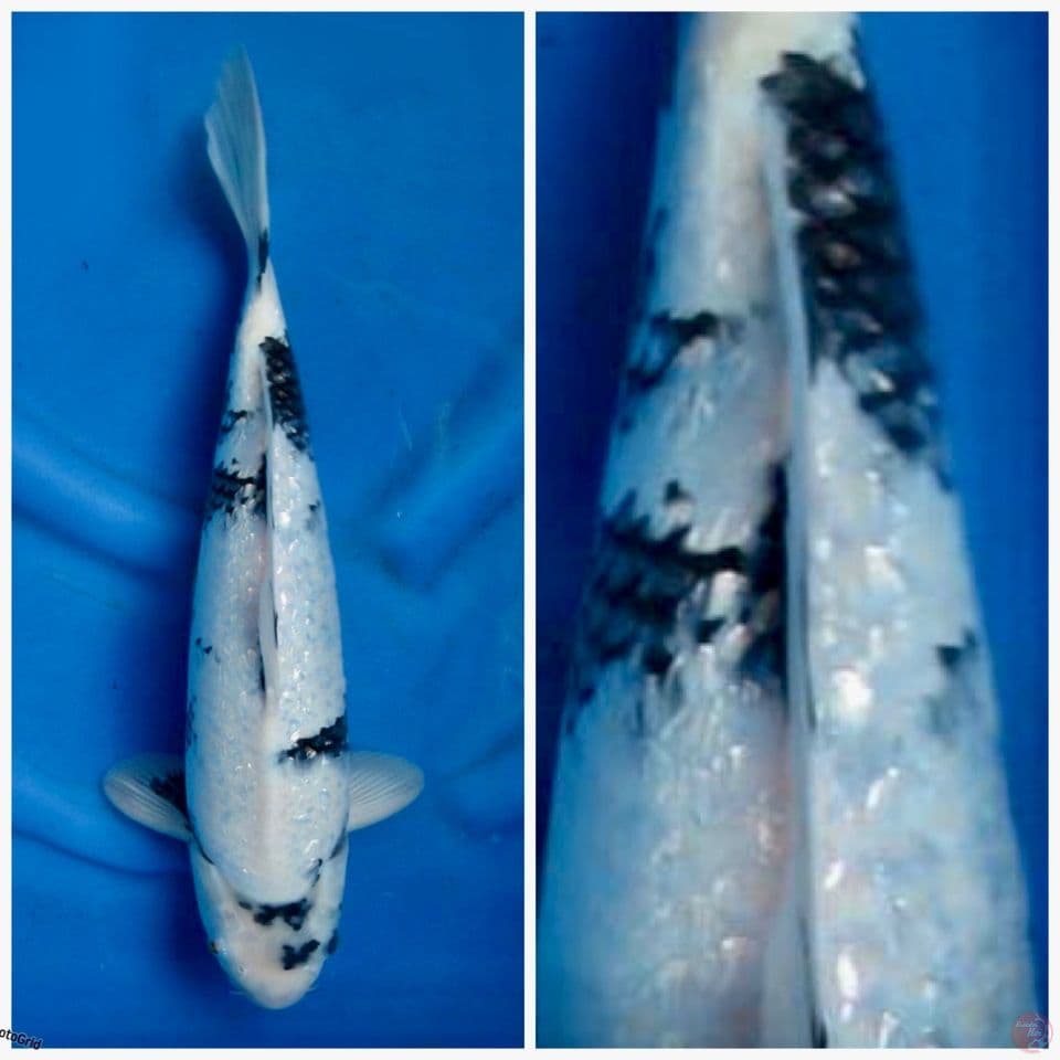 Shiro gingrin F1 tategoi 40cm