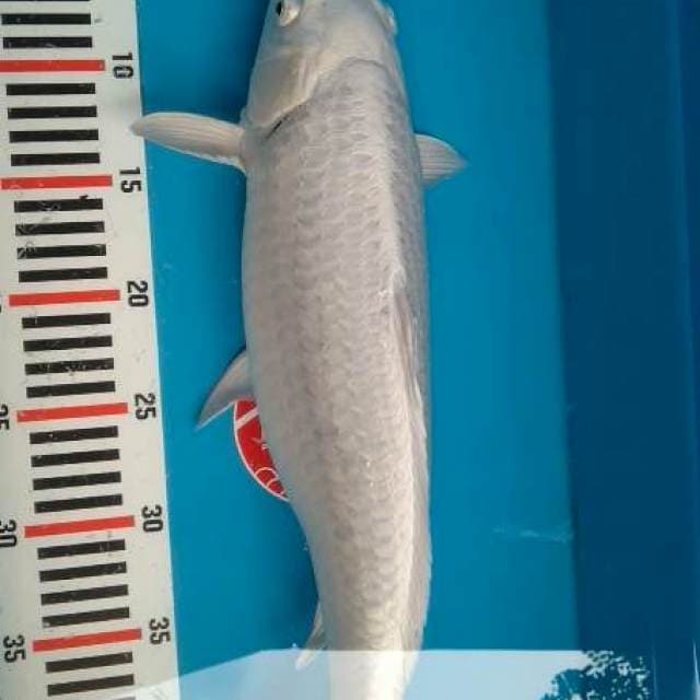 Platinum salju