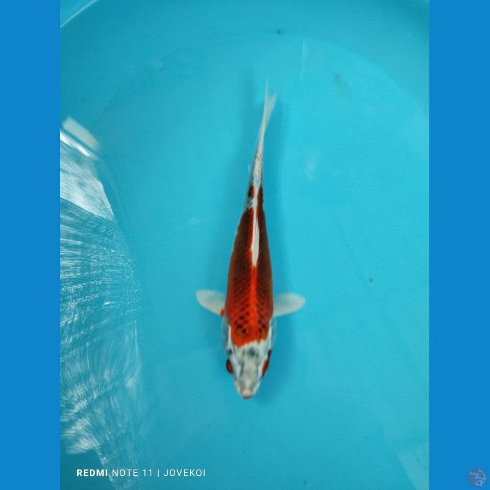 kujaku 26cm