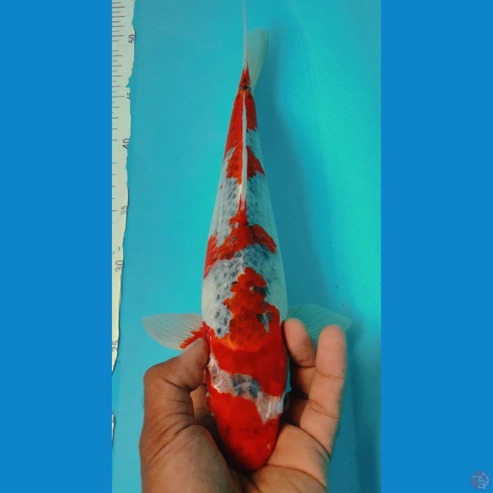 GOSHIKI 35CM