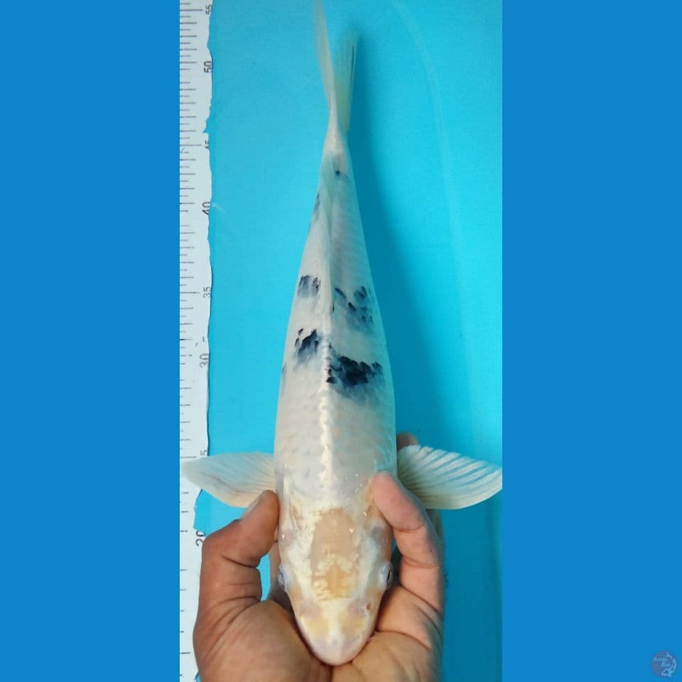 HiKARY 40CM