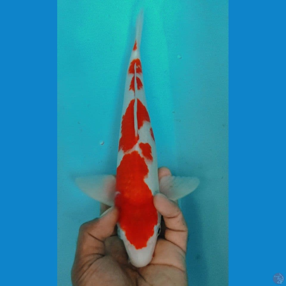 KOHAKU 33C CM