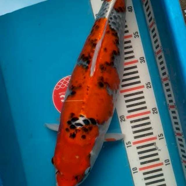 Goshiki Jumbo