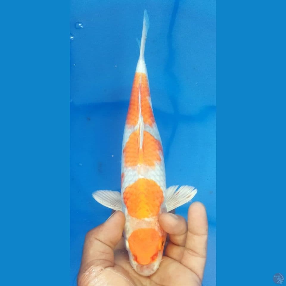 HARIWAKE 30CM
