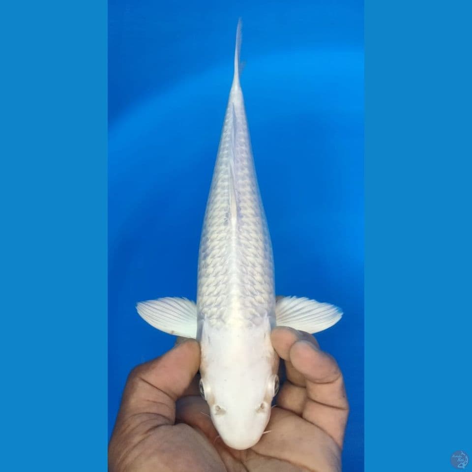 PLATINUM 34CM