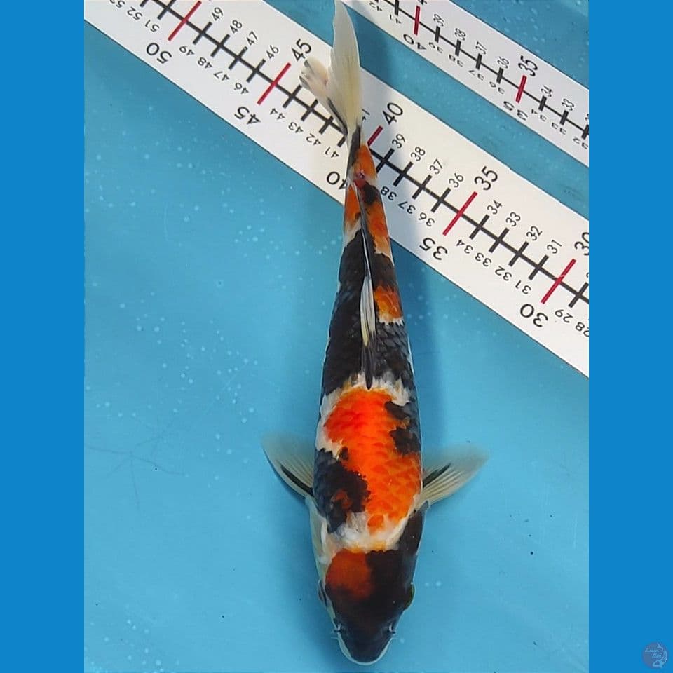 showa 25cm