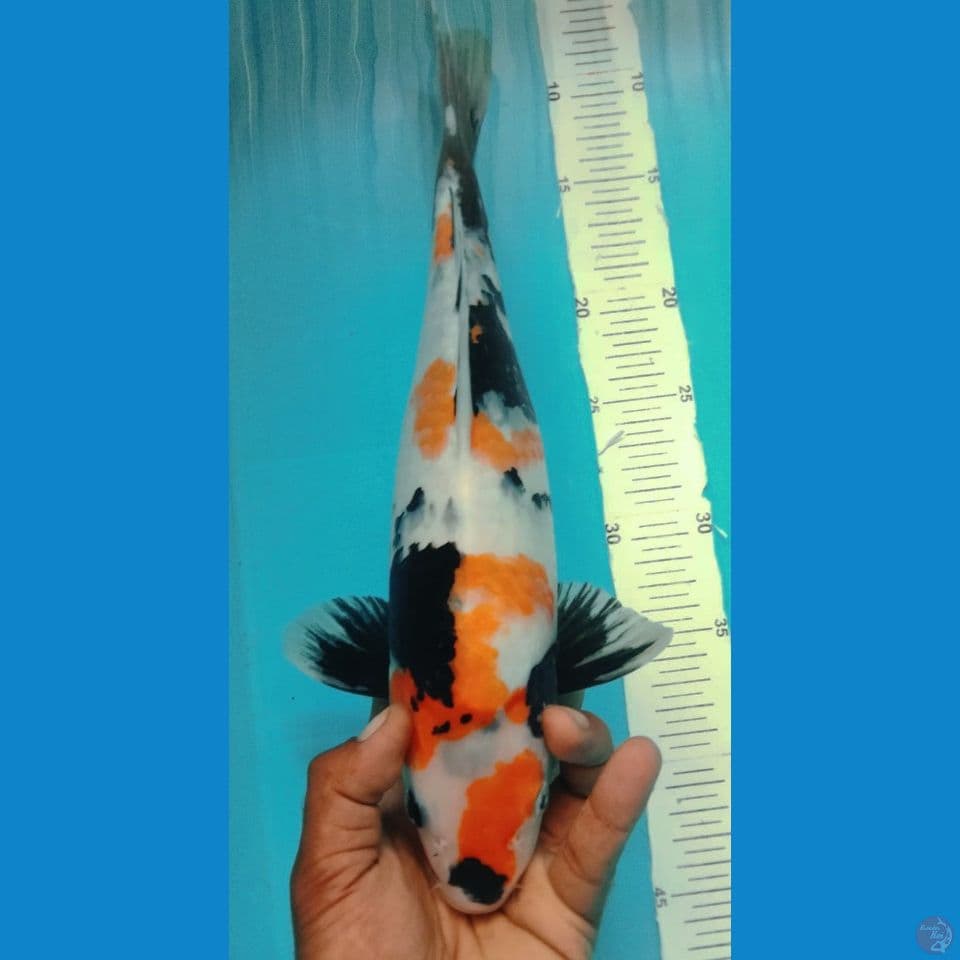 SHOWA 40CM
