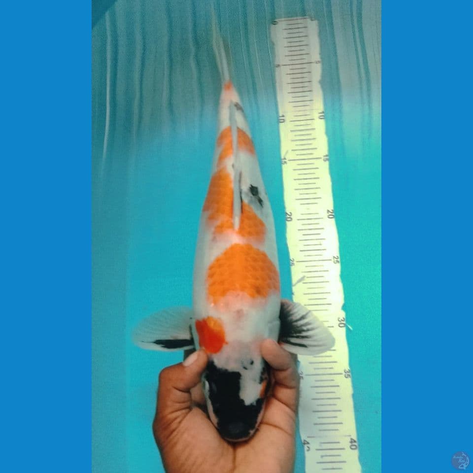 SHOWA 42CM