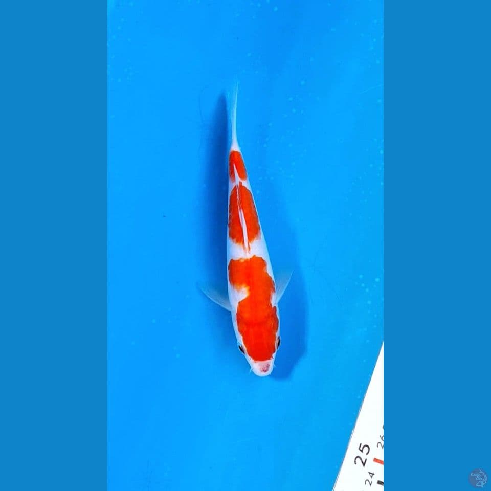 kohaku