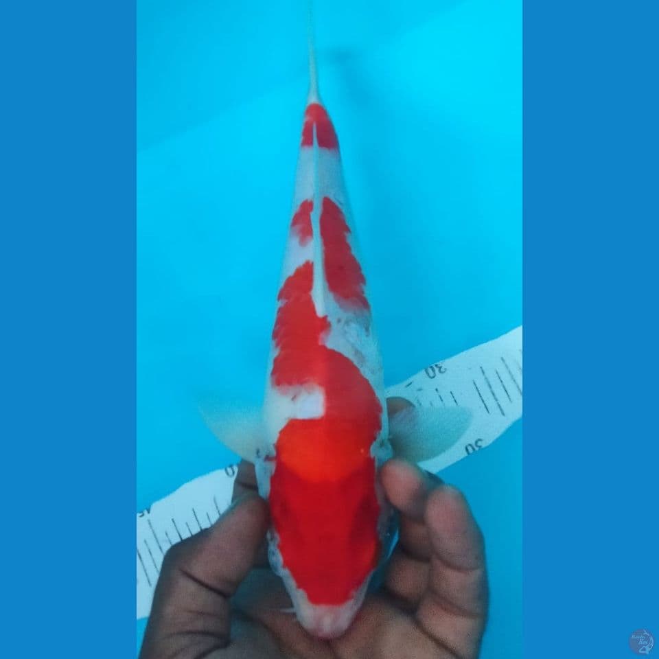 KOHAKU 27