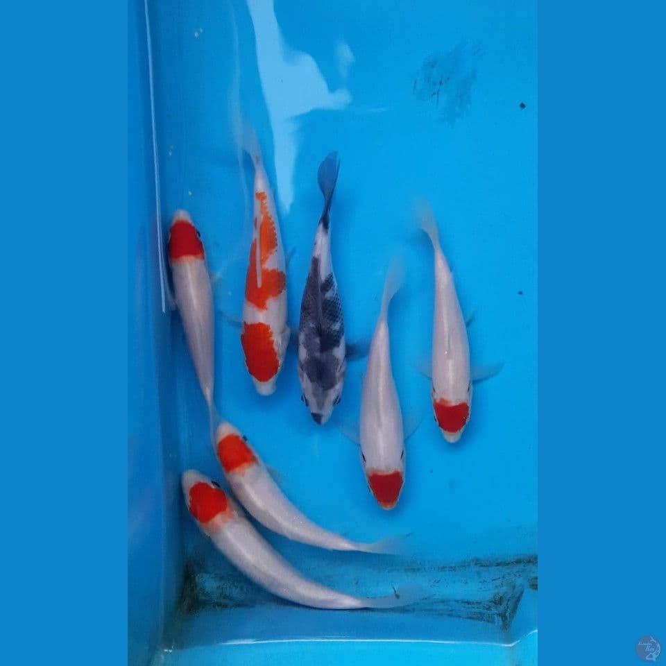 mix