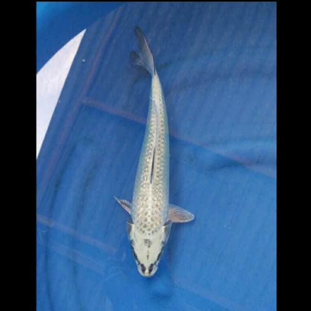 Gin Matsuba 35cm